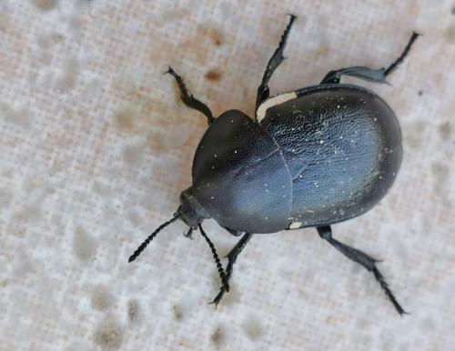 Ablattaria laevigata